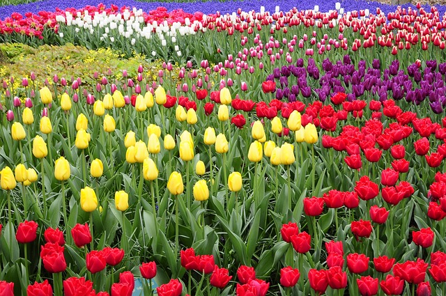 farebné tulipány